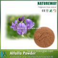 100% natural Alfalfa extract 5% flavonoids Medicago sativa alfalfa extract powder